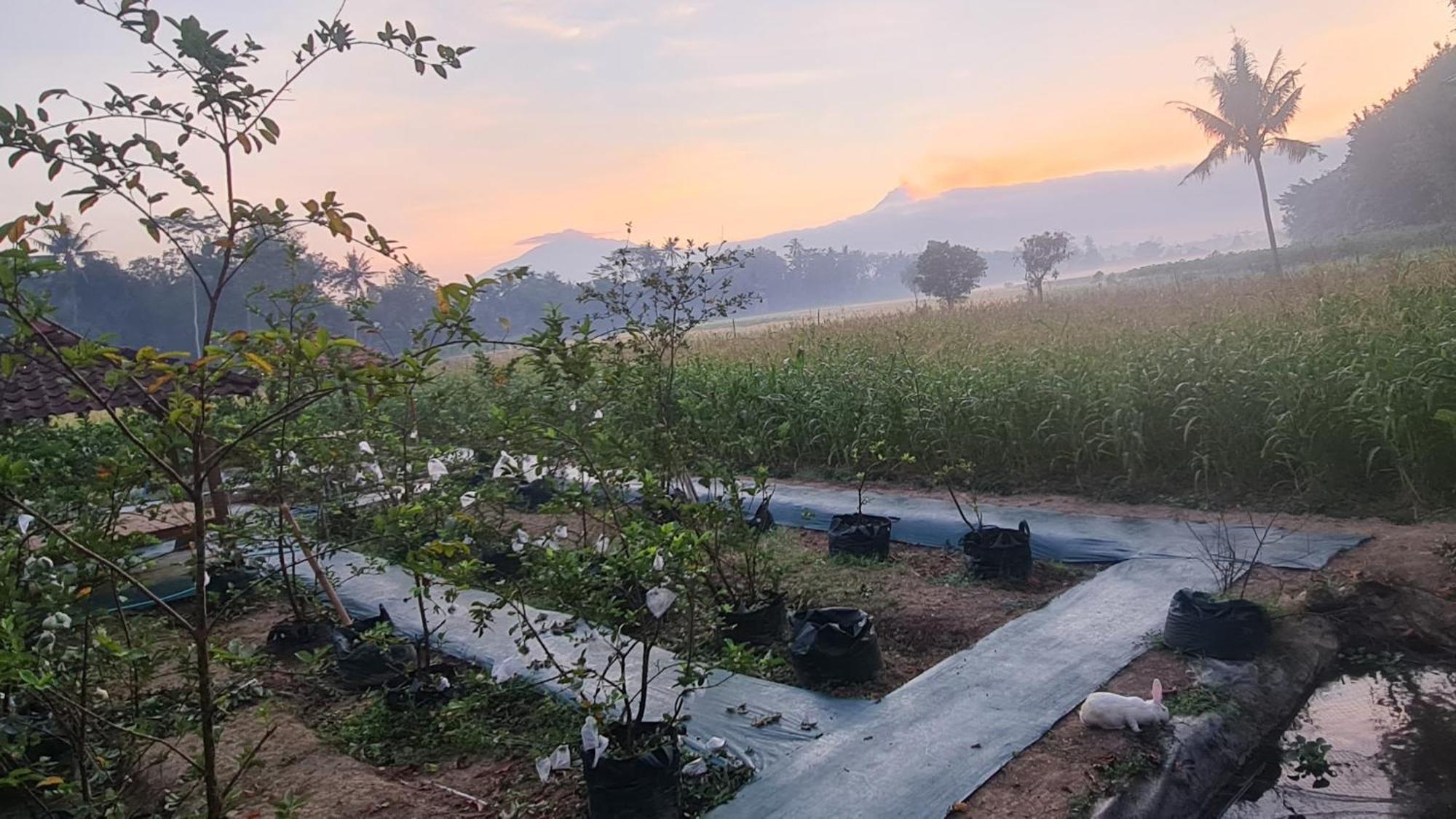 Anugrah Borobudur Magelang Exteriér fotografie